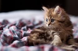 开云体育入口-燃烧的制动盘与不灭的夜—乔治在F1街道赛之夜，如何把每一条弯道变成进攻走廊