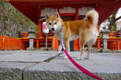 开云体育登录-范弗利特以棋手之姿控局，活塞体系性碾压制胜深圳