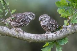 开云体育-迪亚斯的光芒，一束照亮雷恩胜利之路的陷阱之光