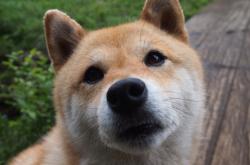 开云体育入口-狼群中，他是最锋利的那颗狼牙—奥斯梅恩连续出鞘，划破英超争冠之夜