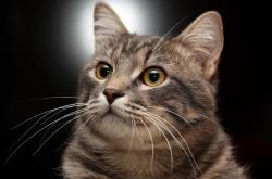 开云体育官网-极致表现的两极，黄喜灿的完美评分与曼联的团队风暴