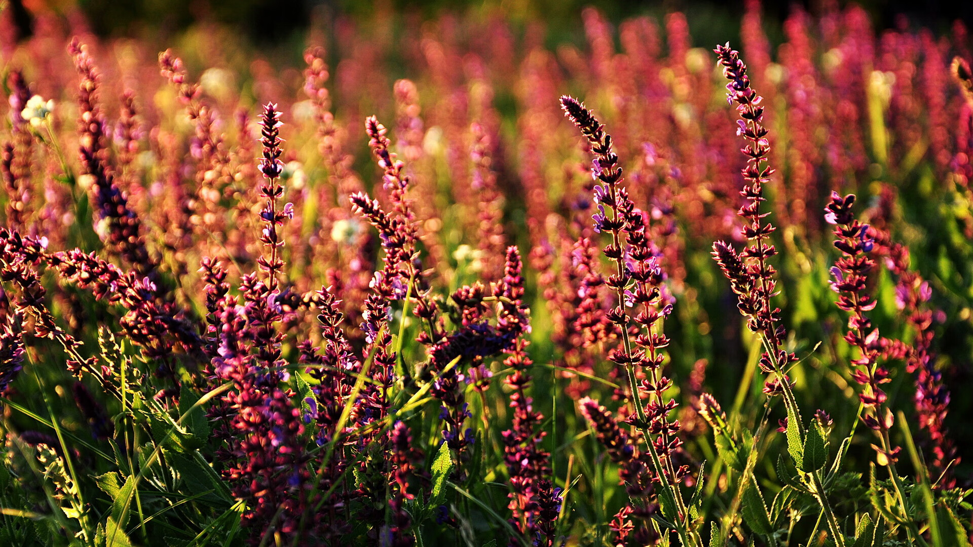 跨界狂飙，当爱德华兹在篮球F1赛道上轻取雄鹿