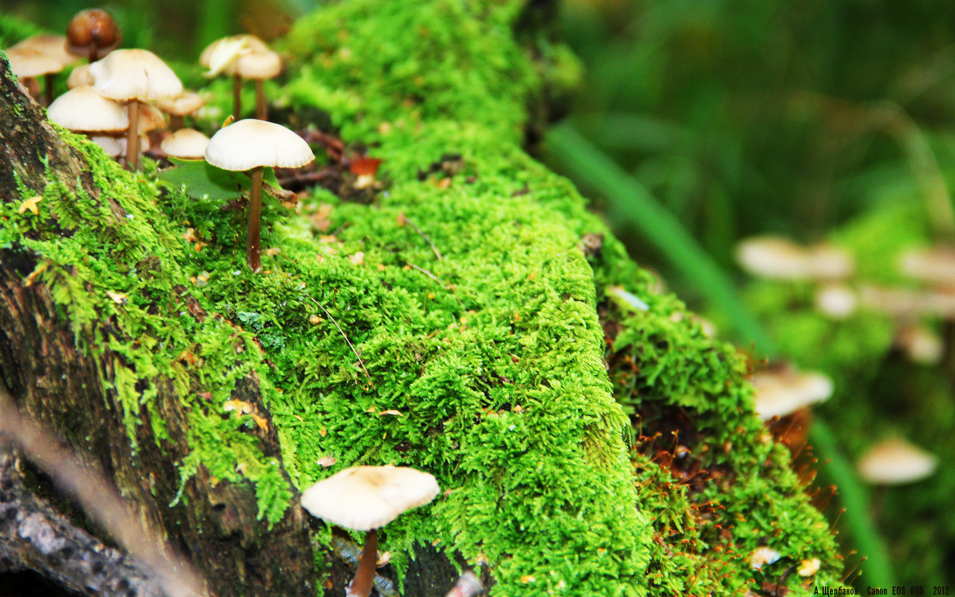 意甲焦点战，篮球巨星利拉德上演跨界帽子戏法，世界体育史今夜无眠