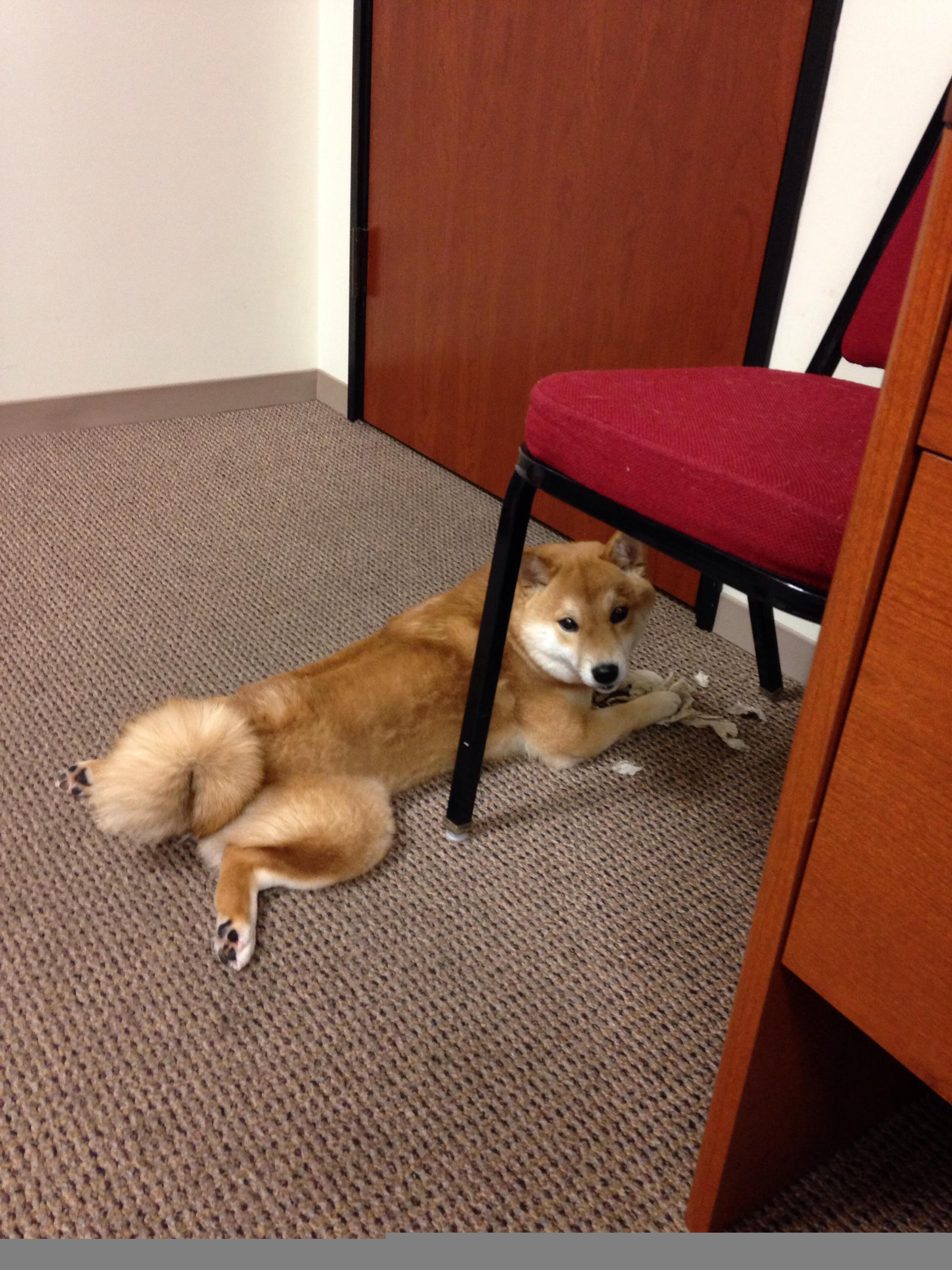 双线告捷,猛龙力克爵士,小贾伦闪耀美加墨世界杯