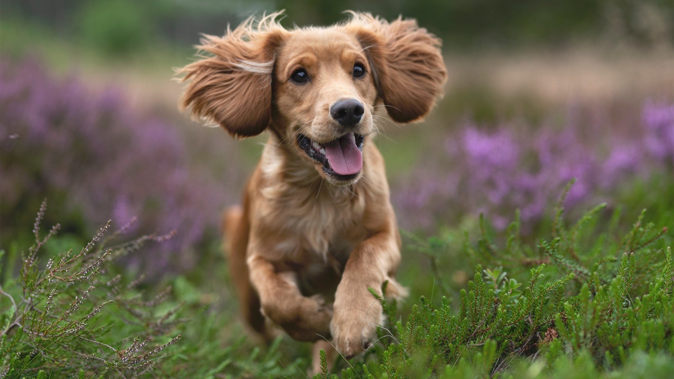 引擎轰鸣与篮球入网,当赛道悬念撞开新赛季大幕