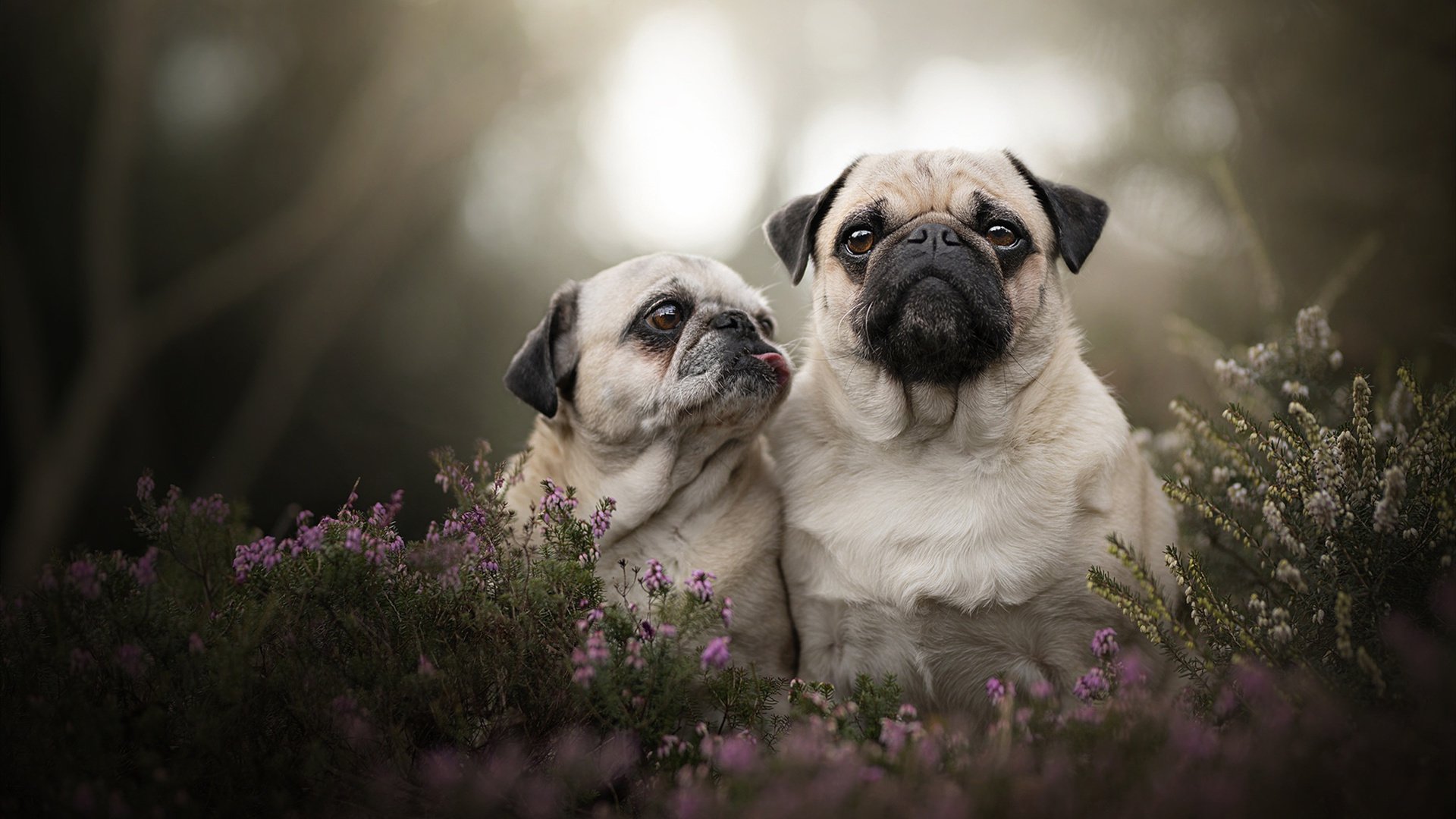 戈贝尔的CBA开箱，广东队的钢铁防线与一场虚构的传奇对决