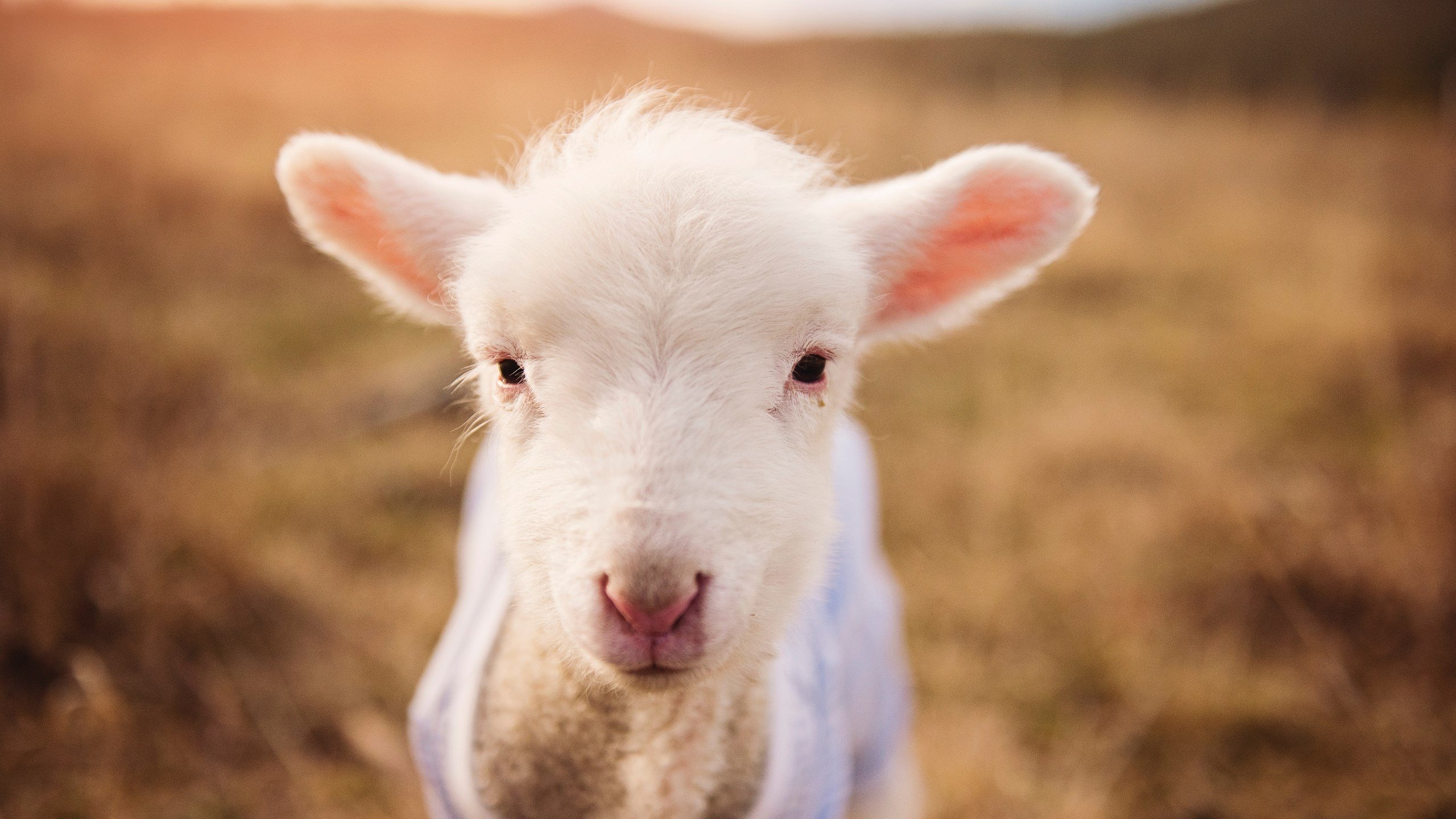 与时间为敌,迪马利亚、巴拉圭与切尔西的速度密码