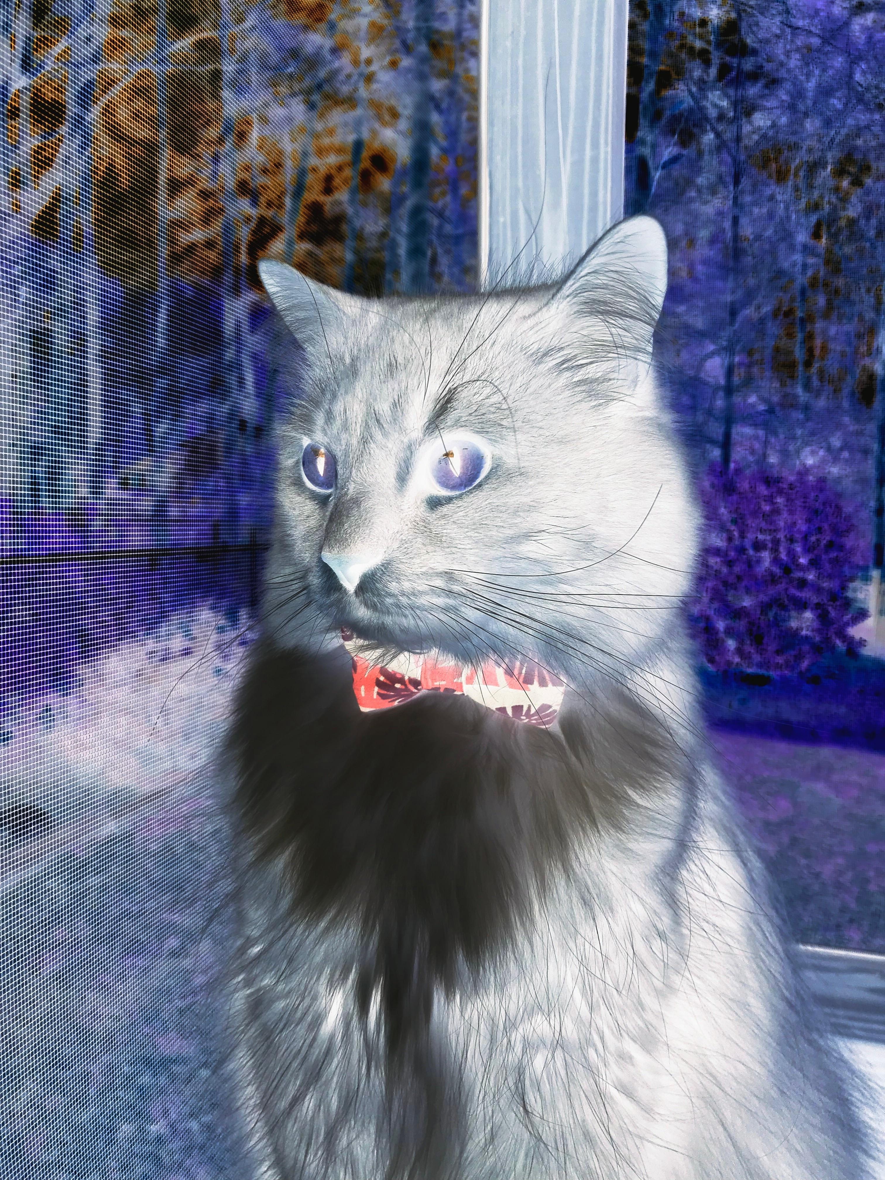 破茧成王,班凯罗三分雨夜逆改天命,书写年度焦点之战最燃篇章