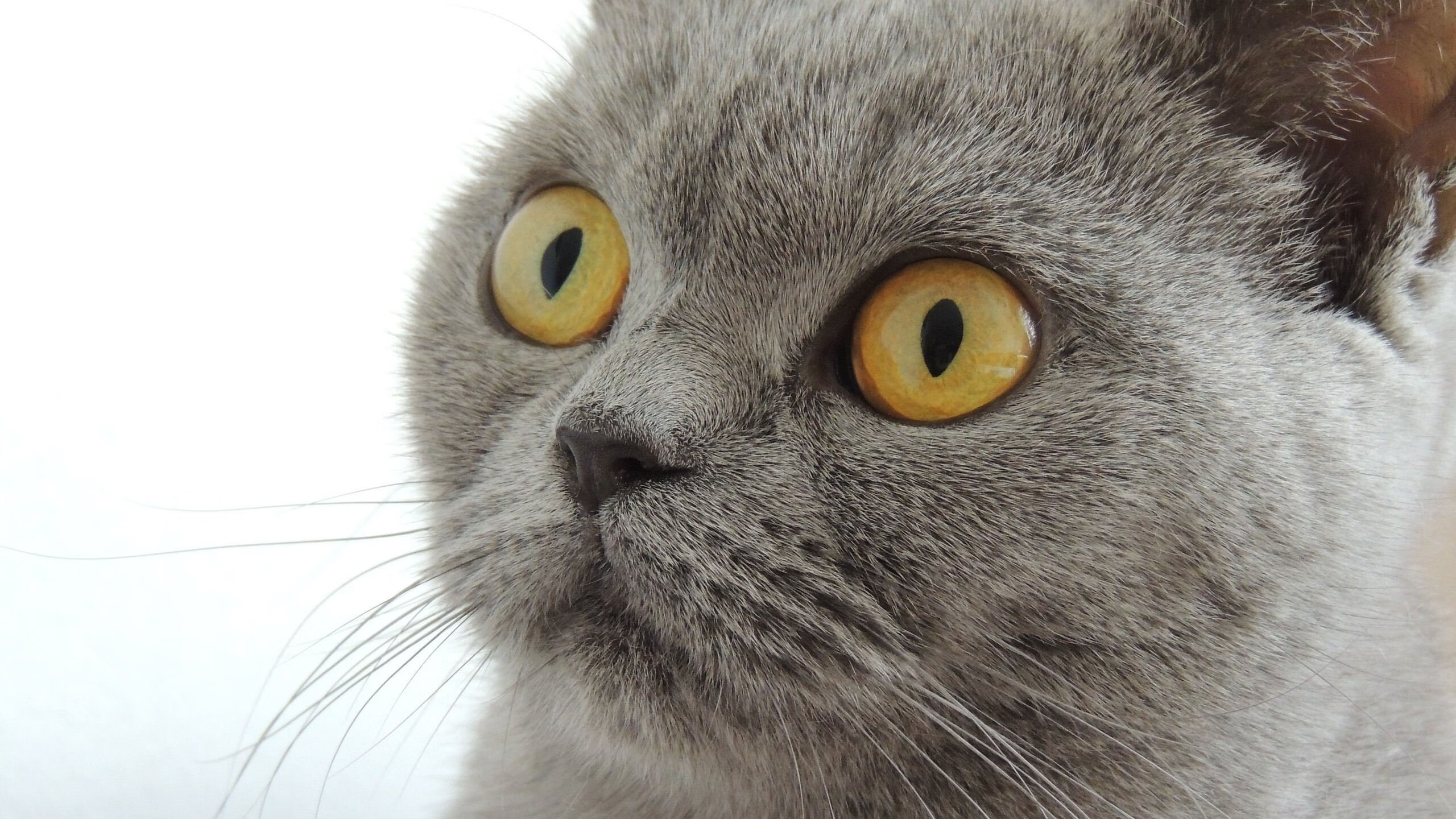 欧战之夜，舞台中央，当毕尔巴鄂的铁壁遇见莱比锡的洪流，基耶萨再现大场面先生本色