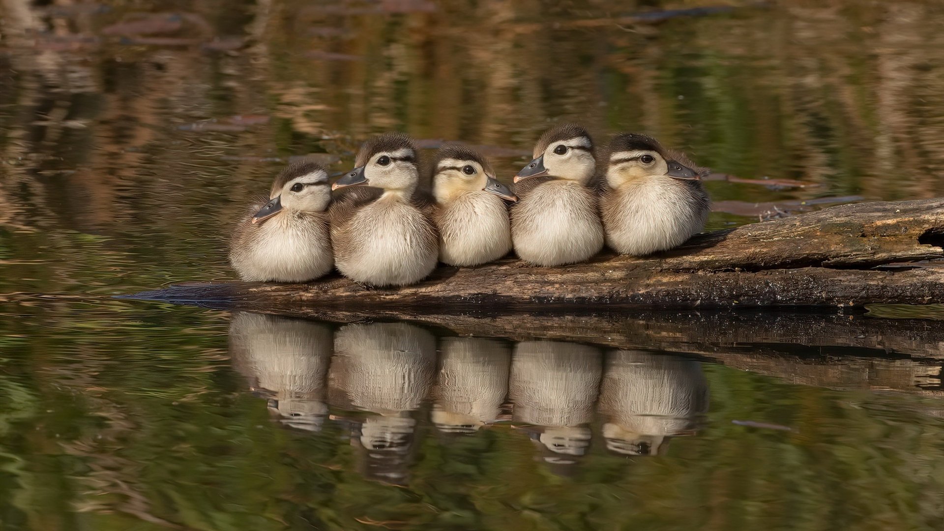审判时刻!德罗赞末节冷血一投击碎黄蜂,用实力撕掉所有质疑标签