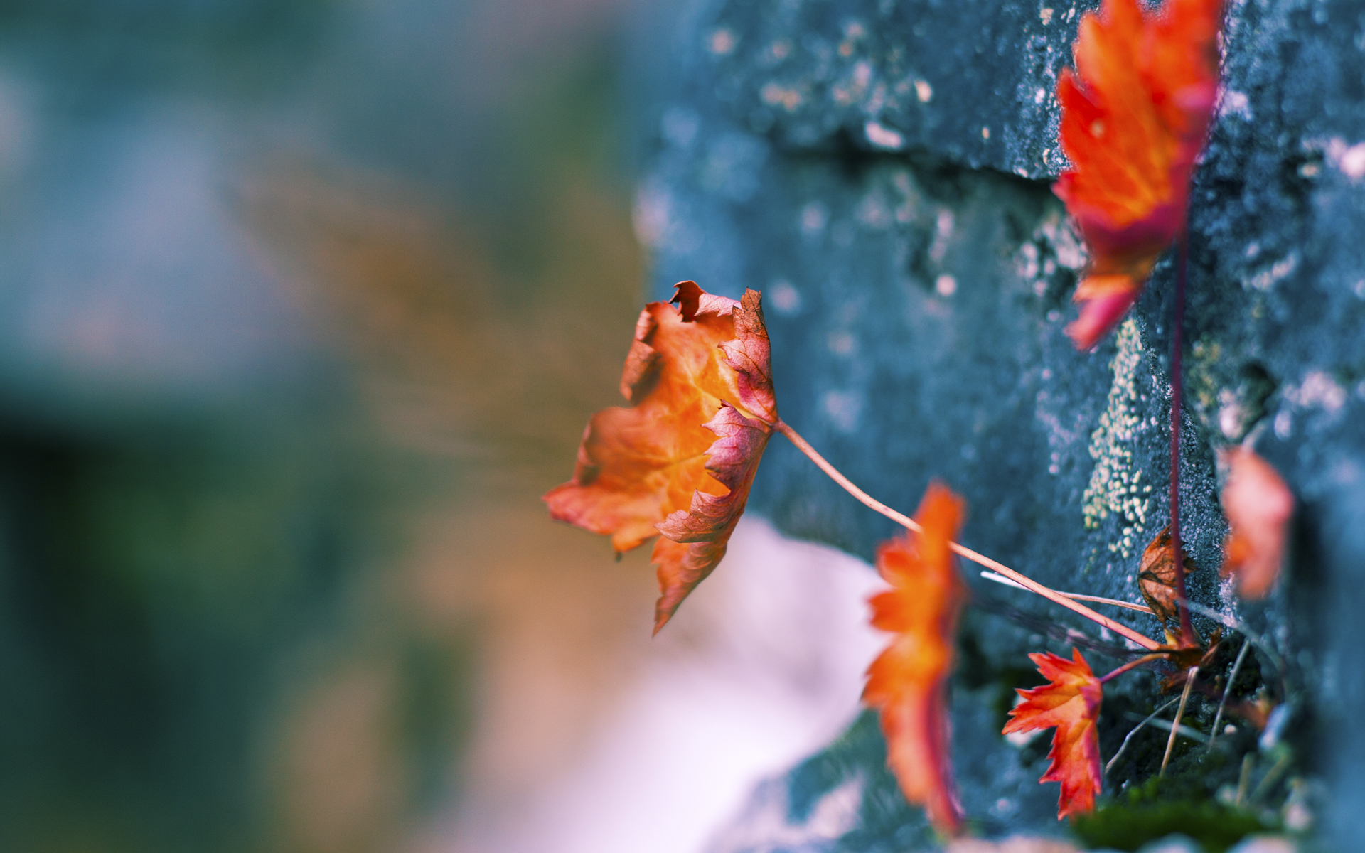 世界排名争夺战焦点战,曼城险胜奥地利,捍卫王者荣耀