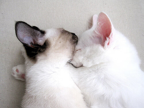 胜利的共鸣，挪威险胜伊朗，莱万半决赛主宰