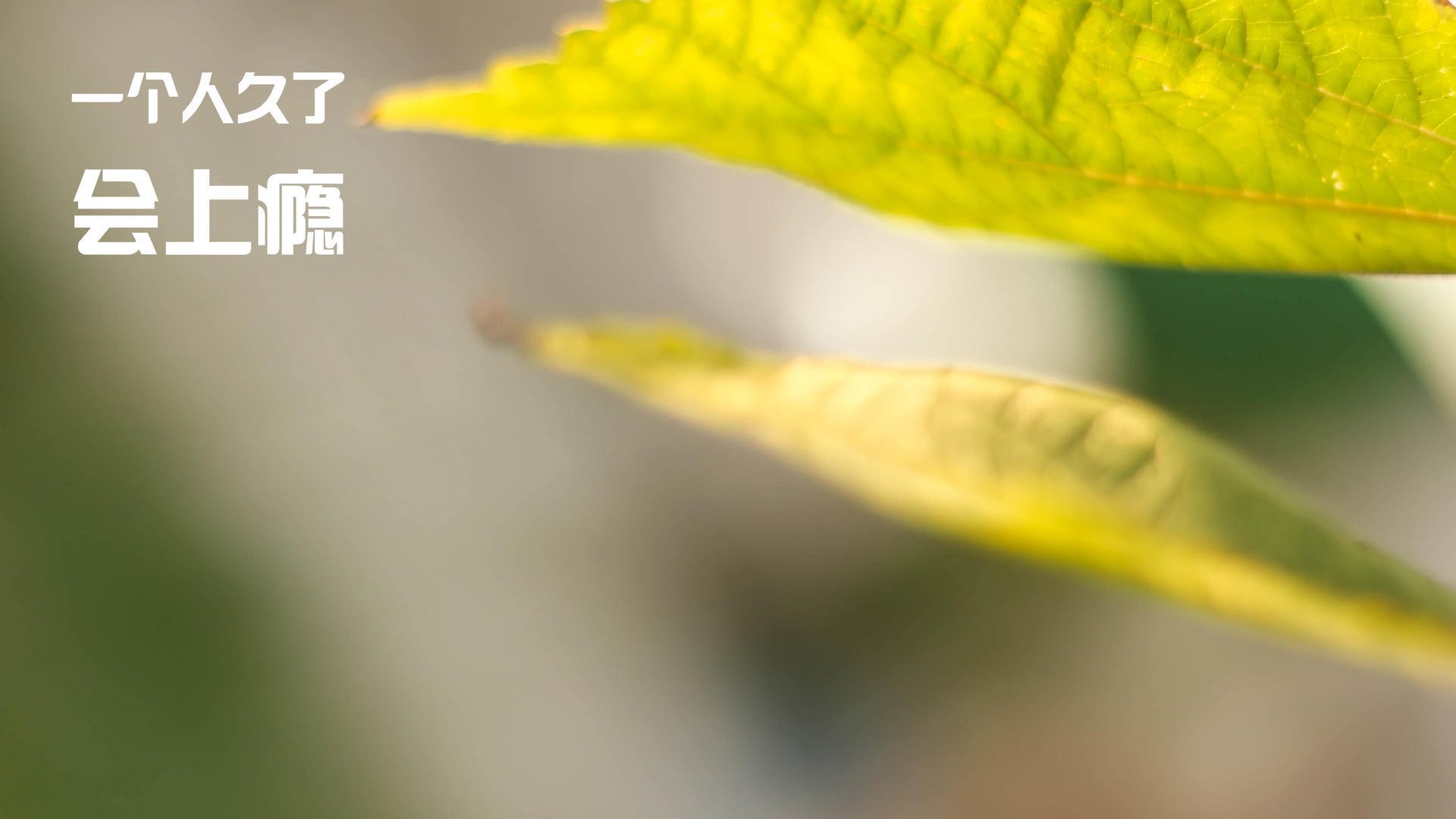 寂静沙海中的枪声，蒂亚戈，爆冷之夜唯一的独行者