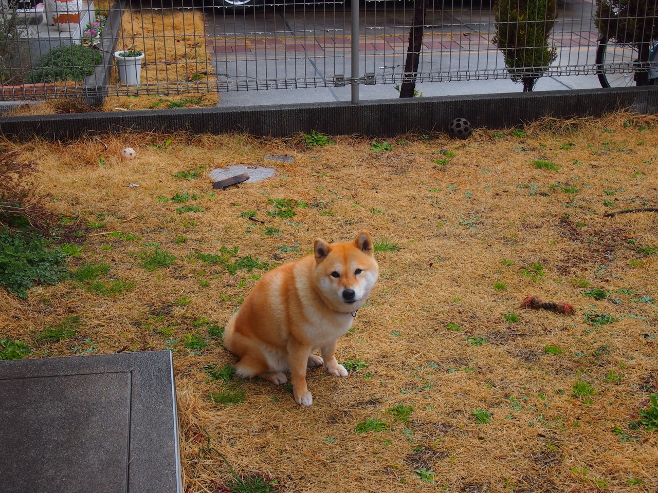 鹈鹕的蓝色狂潮,拉梅洛率队狂胜浙江,诠释何为关键先生