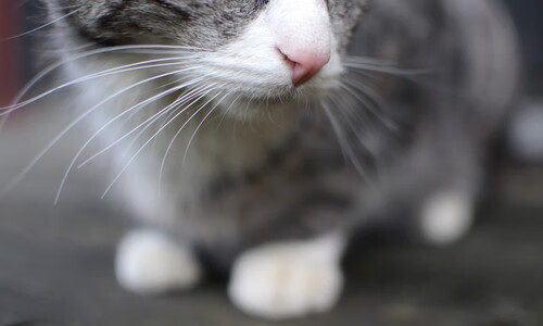 绿茵狂想曲，卢卡库指挥下的哥伦比亚横扫尼日利亚之战