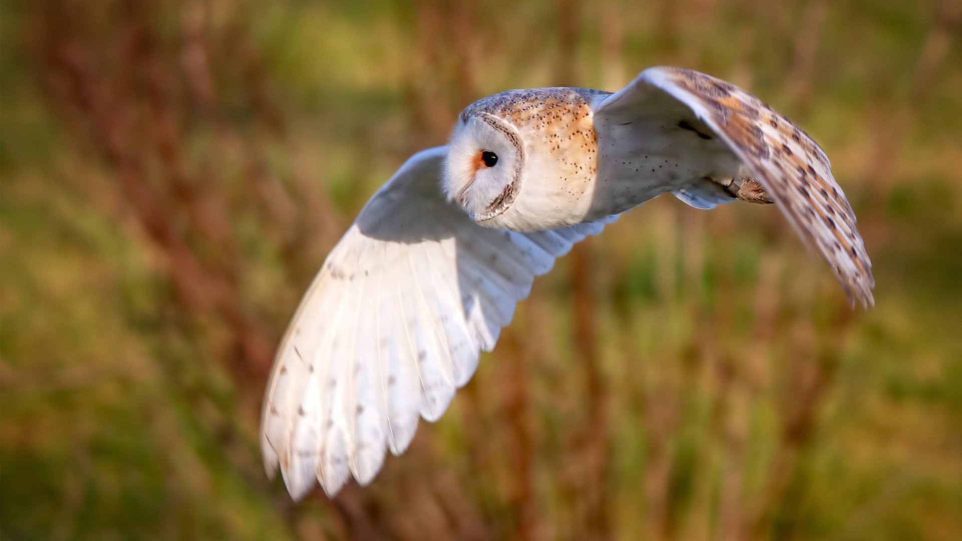 南美风暴席卷世界，新西兰队冷门崩盘，恩佐的防守蛛网锁死对手