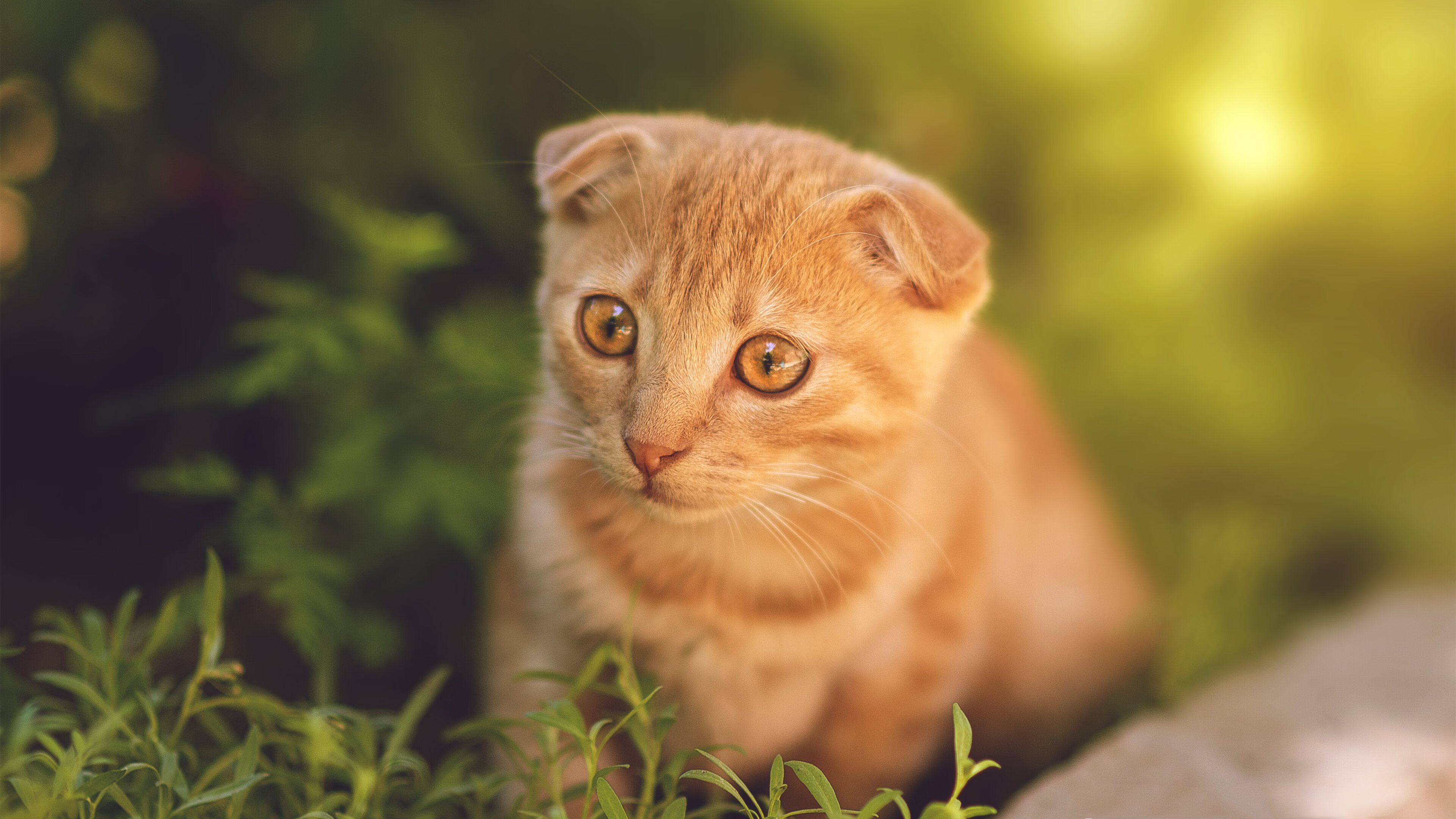 赛道上的篮筐，当保罗踩下争冠油门