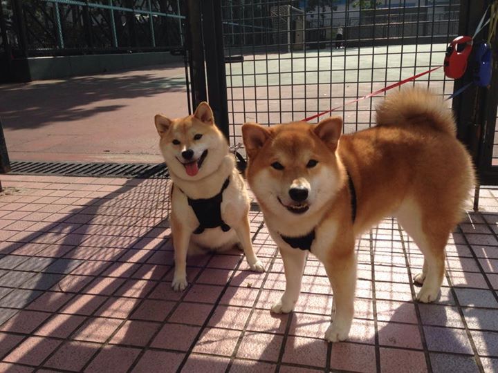 篮球之夜双星闪耀,快船火力碾压黄蜂,哈利伯顿关键战接管赛场